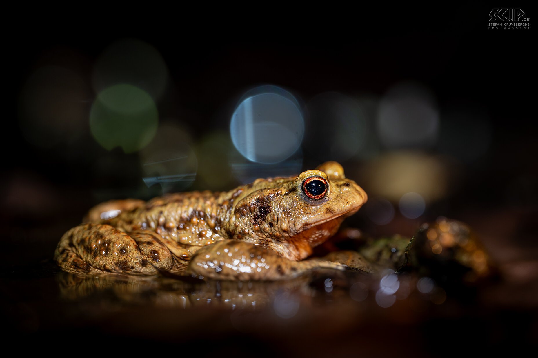 Amphibians - Common toad Over the past year I was able to photograph quite a few amphibians. Here are some images of brown frogs, green frogs, tree frogs, common toads, natterjack toads and for the first time fire salamanders. Stefan Cruysberghs